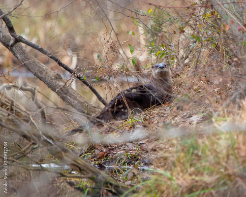 Otter on a lake bank