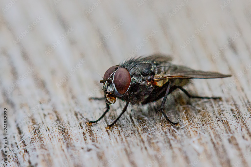 Flys Flys