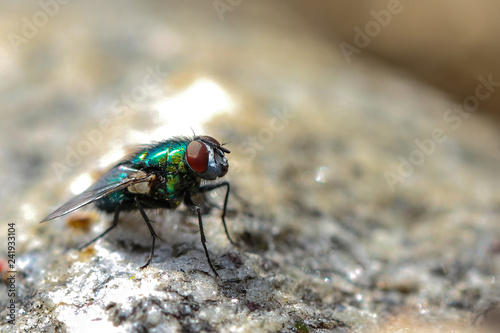Flys  © Martin