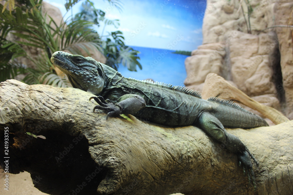 iguana on rock
