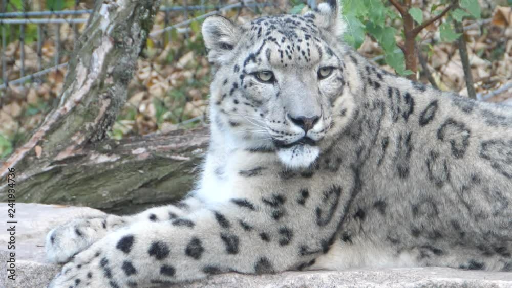 Close up of snow leopard's head and upper body, looking off toward the left and yawning, with body movement from breathing. It turns its head toward the camera. Close up of snow leopard's head and upper body, looking off toward the left and yawning, with body movement from breathing. It turns its head toward the camera.
