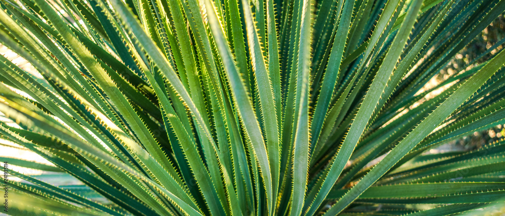 Green desert narrow leaves plant close-up background - panoramic Green desert narrow leaves plant close-up background - panoramic
