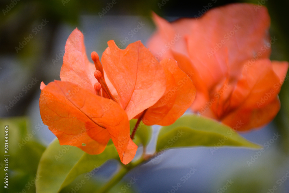 Hawiian Flora Hawiian Flora