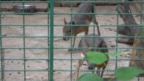 Odessa, Ukraine - 29th of June, 2017: 4K Odessa zoological garden - Patagonian mara in captivity photo