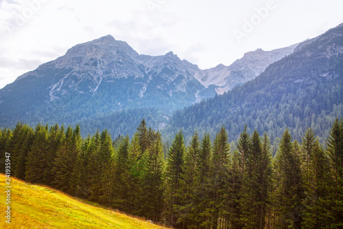 coniferous trees and mountains landscape 