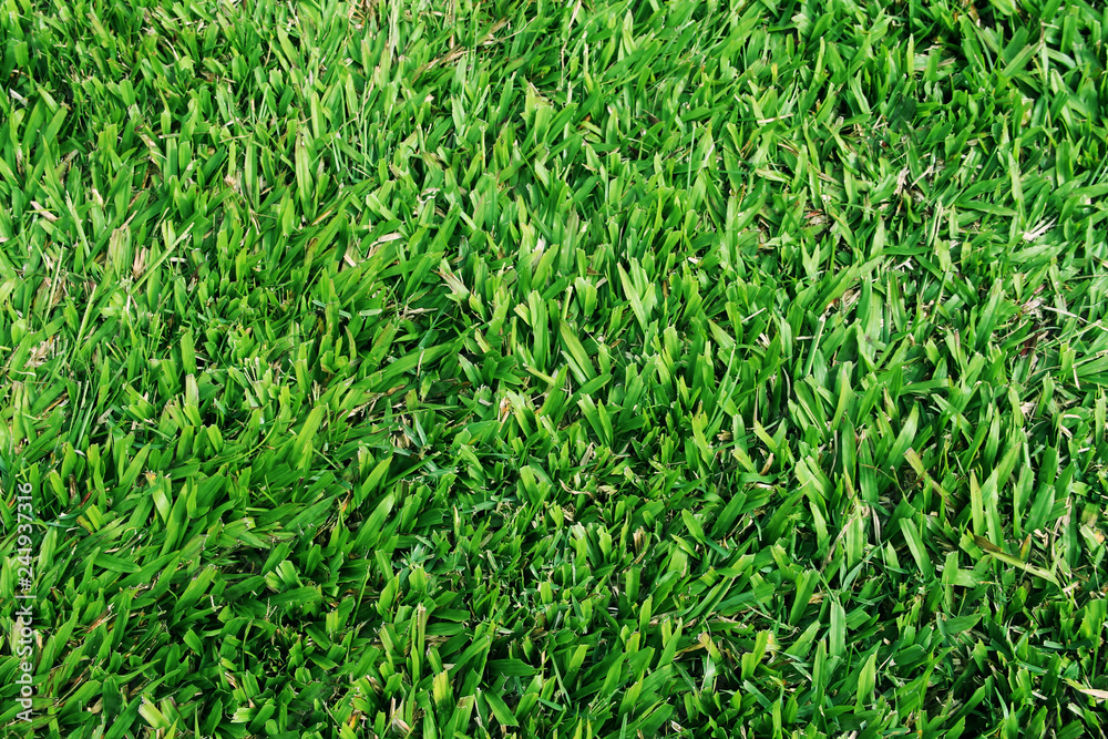 Green grass texture background Green grass texture background