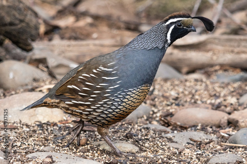 Male California Quail walking on stones