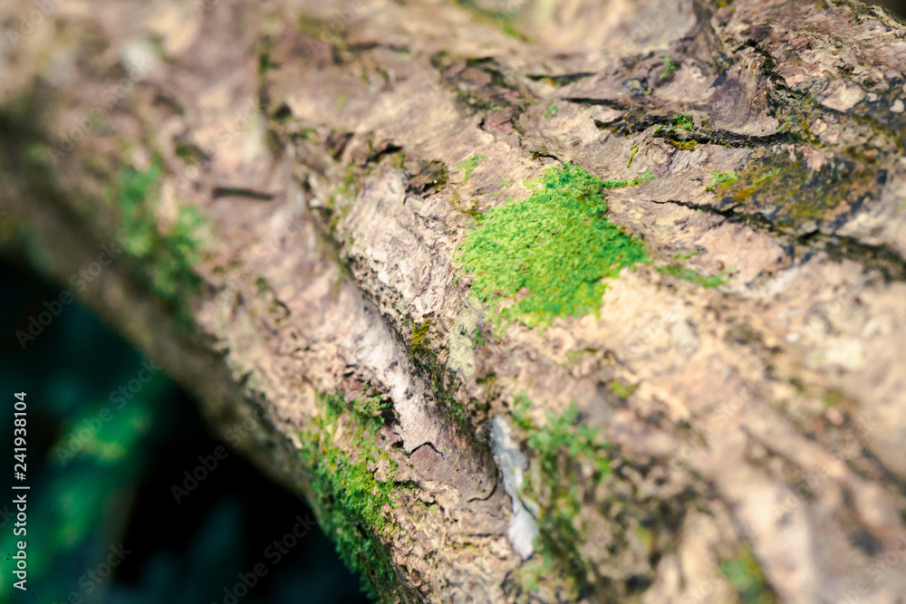 Some moss grow up on the timber Some moss grow up on the timber