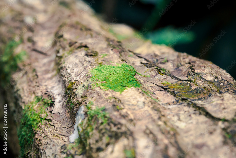 Some moss grow up on the timber Some moss grow up on the timber