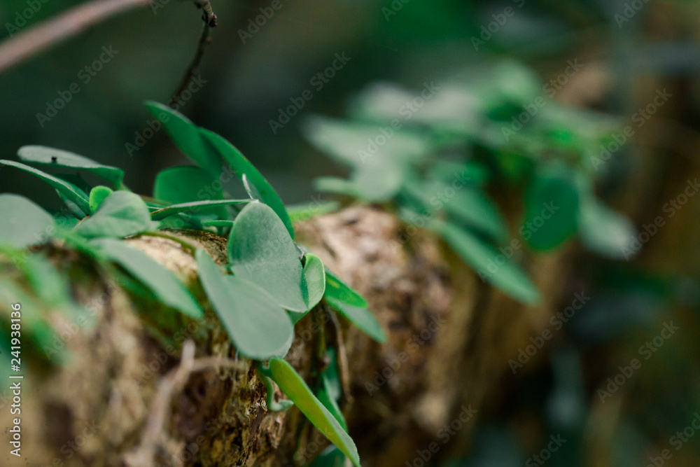 Vine on the root of tree, close up macro