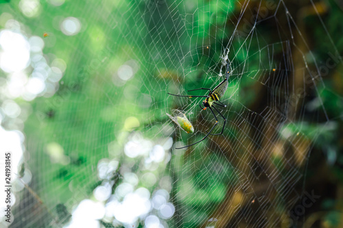 Web spider coming to eat its food that stuck on the net