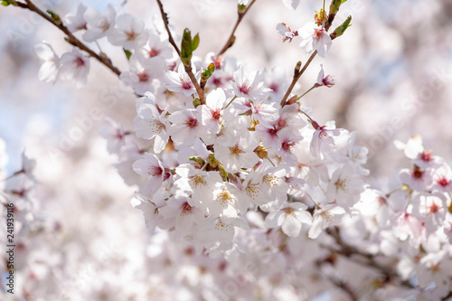 桜 © gen2