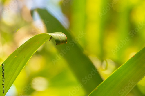 Leaves curl as the reach skyward.