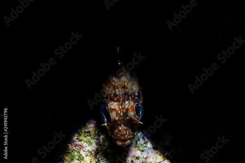 Close up Photo Underwater of Rockfish photo