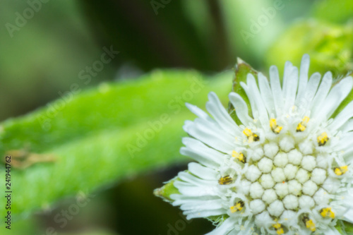 macro flower, the grass flower in macro view, wildflower close-up, wildflower