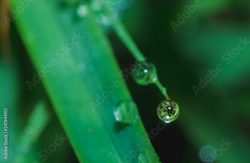 water drop on grass leaf  the rain drop pattern