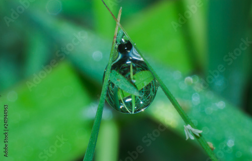 water drop on grass leaf, the rain drop pattern