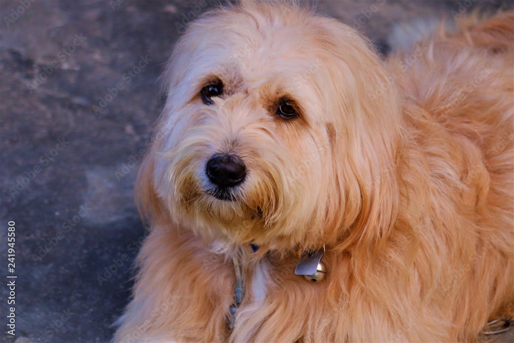 portrait of a dog