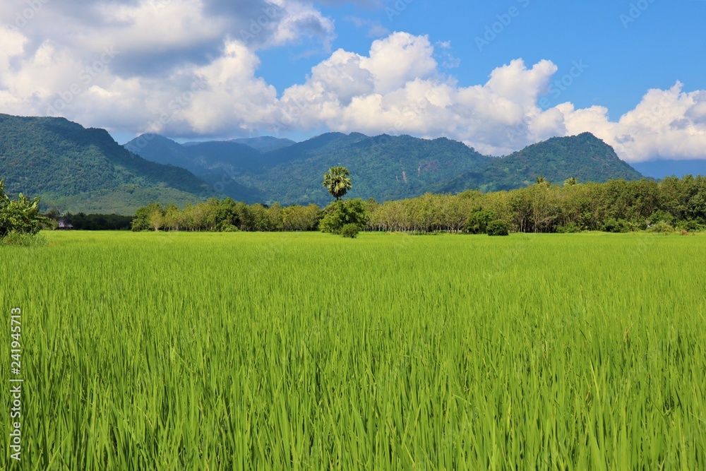  rice  field and  sky