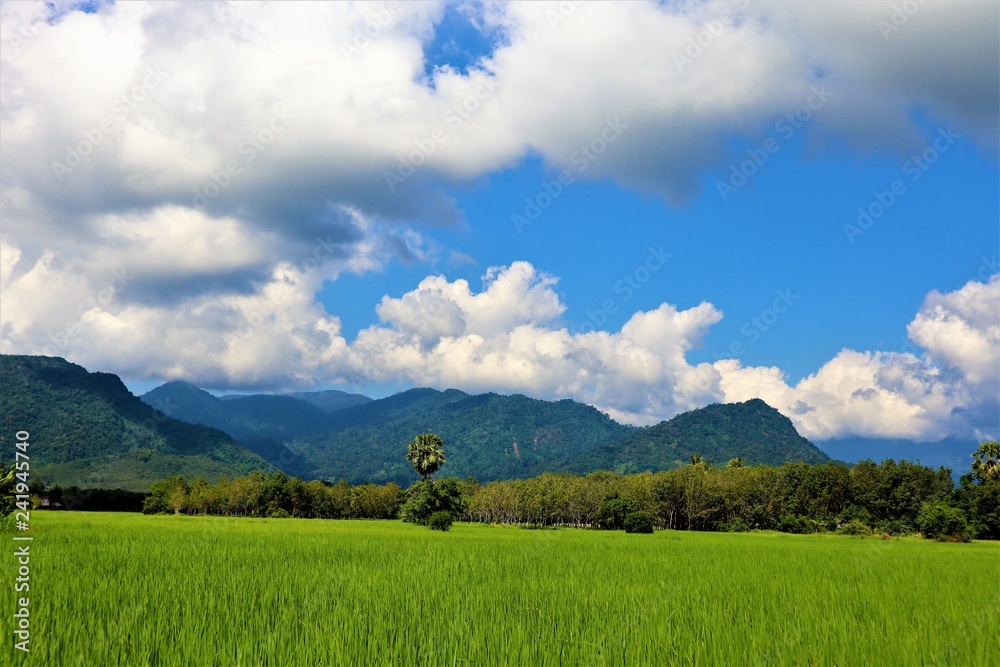  rice  field and  sky