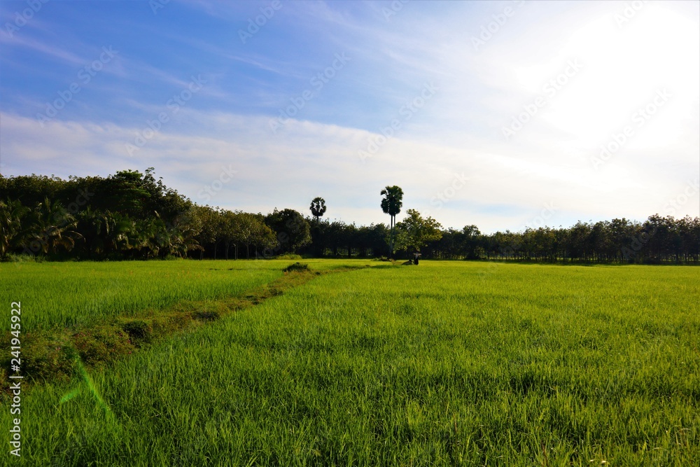 rice  field