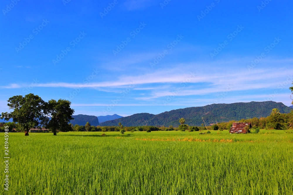 Fototapeta premium rice field and blue sky