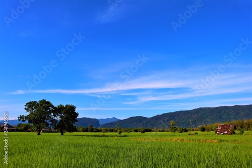 rice field