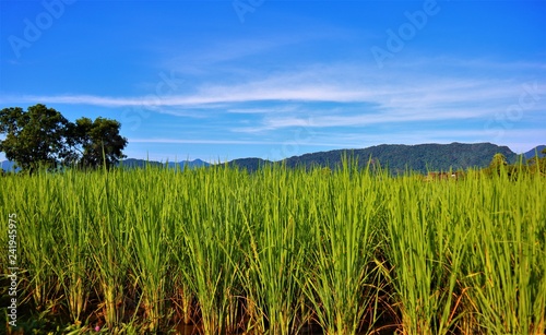 wheat field and blue sky