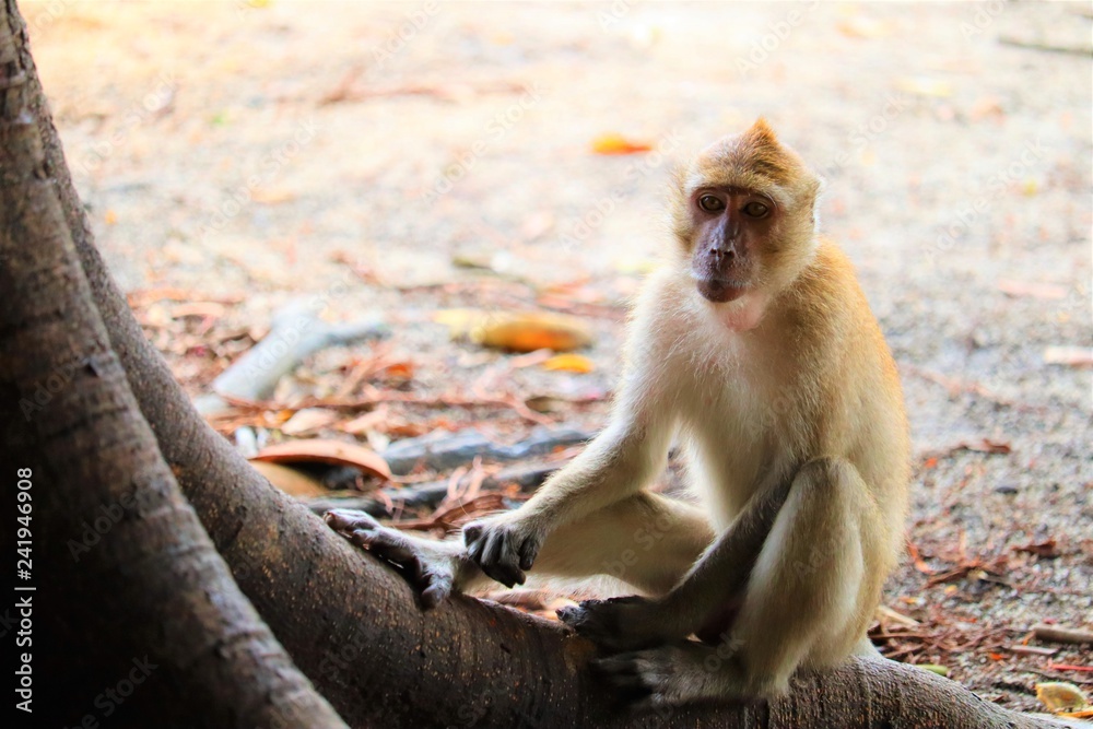 Obraz premium monkey