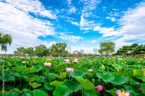 Buyeo Seodong Lotus Festival features beautifully blooming lotus flowers photo