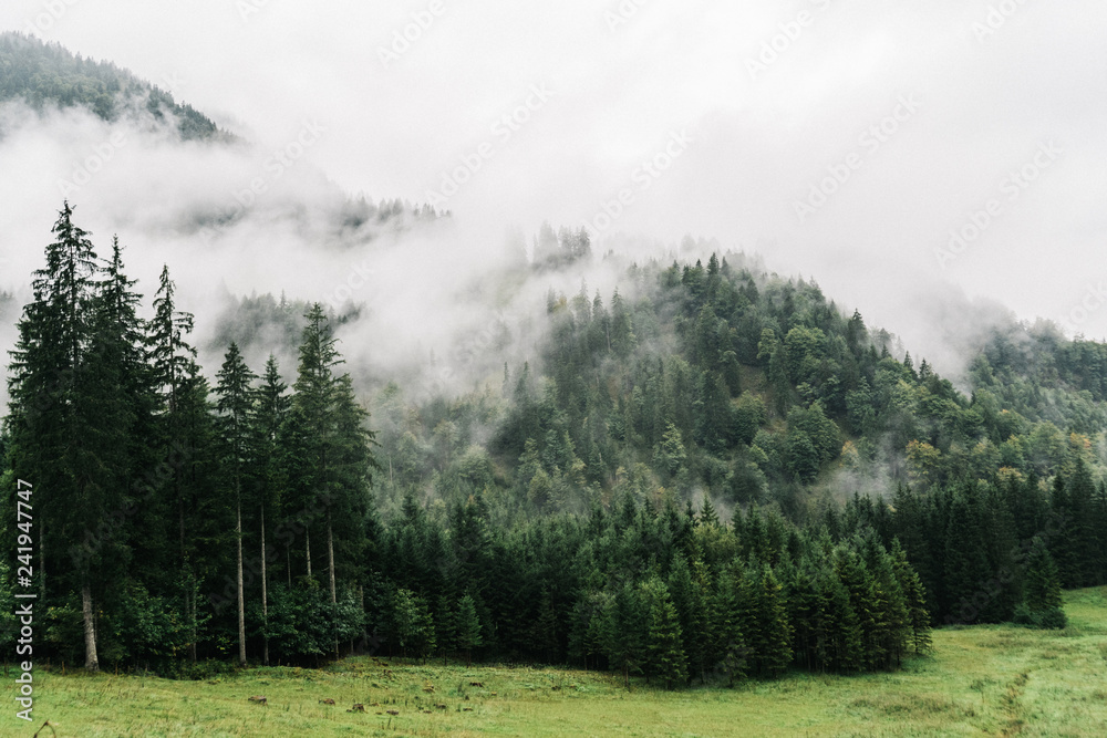 Fototapeta premium Mglisty krajobraz z jodłowym lasem