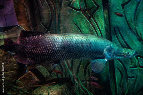 Arapaima gigas pirarucu one of the largest fresh water fishes. Oceanarium. photo