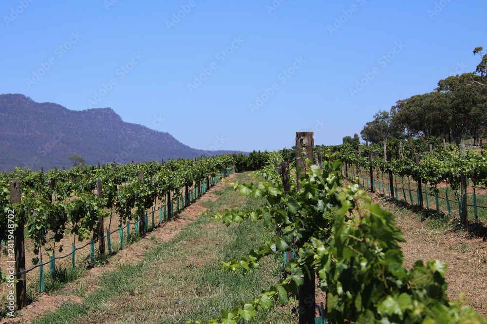 vineyard in Australia