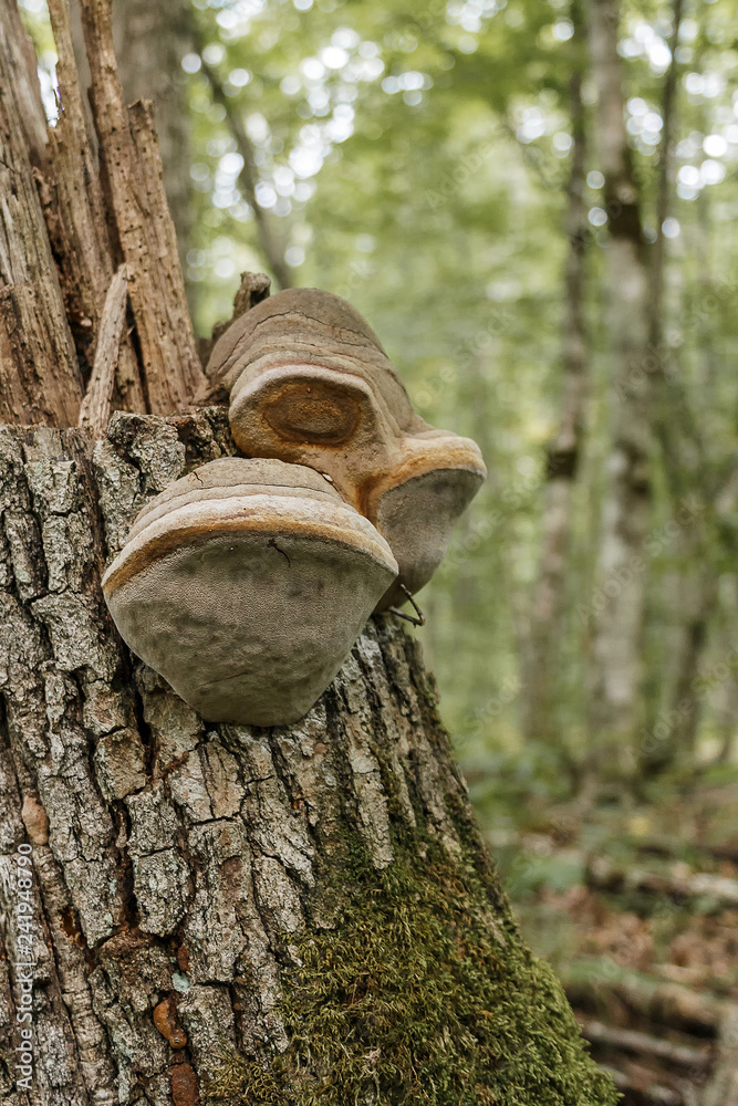 MUSHROOMS ARE SAPROPHYTES DAMAGING THE WOOD OF THE FOREST AND CREATING A HABITAT IN NATURE. MUSHROOMS ARE SAPROPHYTES DAMAGING THE WOOD OF THE FOREST AND CREATING A HABITAT IN NATURE.