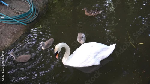 4K Swan mother with babies photo