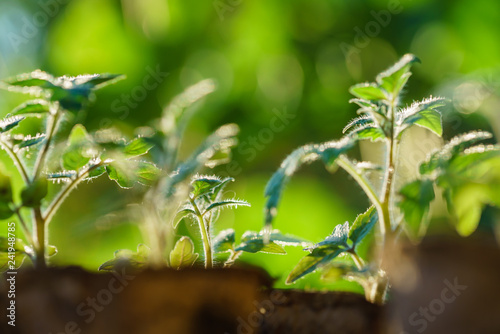 Tomato plants in the early stages of growth. © Maksim Shebeko