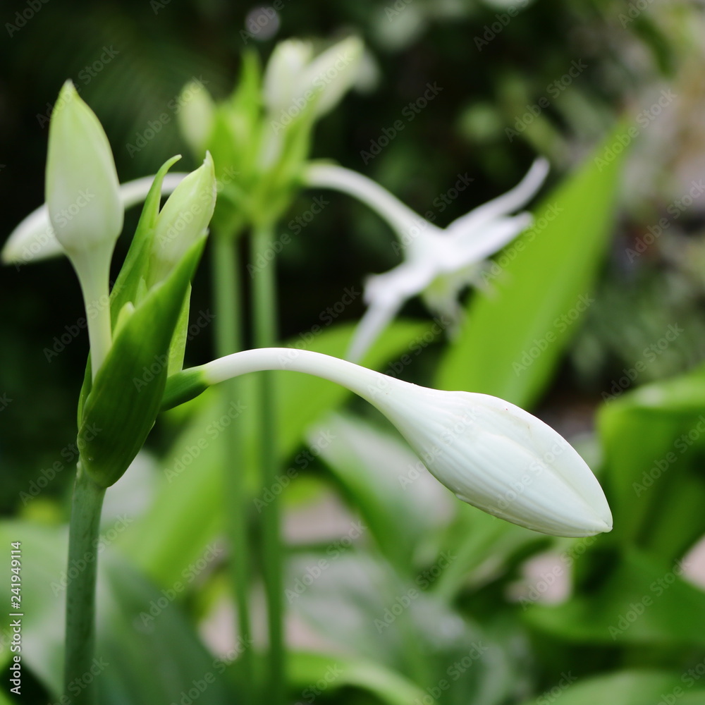 花 花