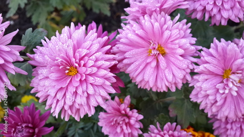 Flower  pink  