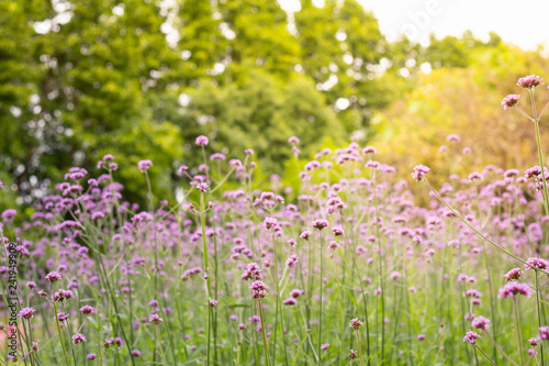 Photo of  Blurred Colorful Vervain flowers meadow Spring nature background for graphic and card design