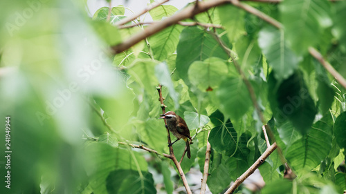 Bird (Yellow-vented Bulbul) on tree in nature wild