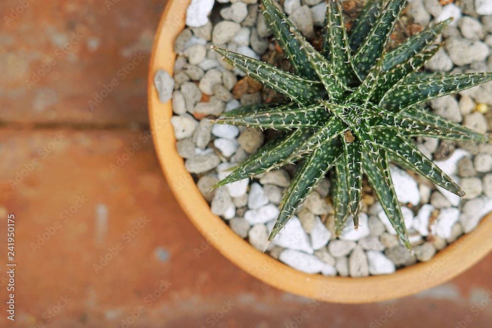 Cactus planted in a brown clay pot. Cactus planted in a brown clay pot.
