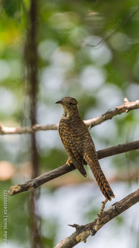 Bird (Plaintive Cuckoo) in a nature wild Bird (Plaintive Cuckoo) in a nature wild