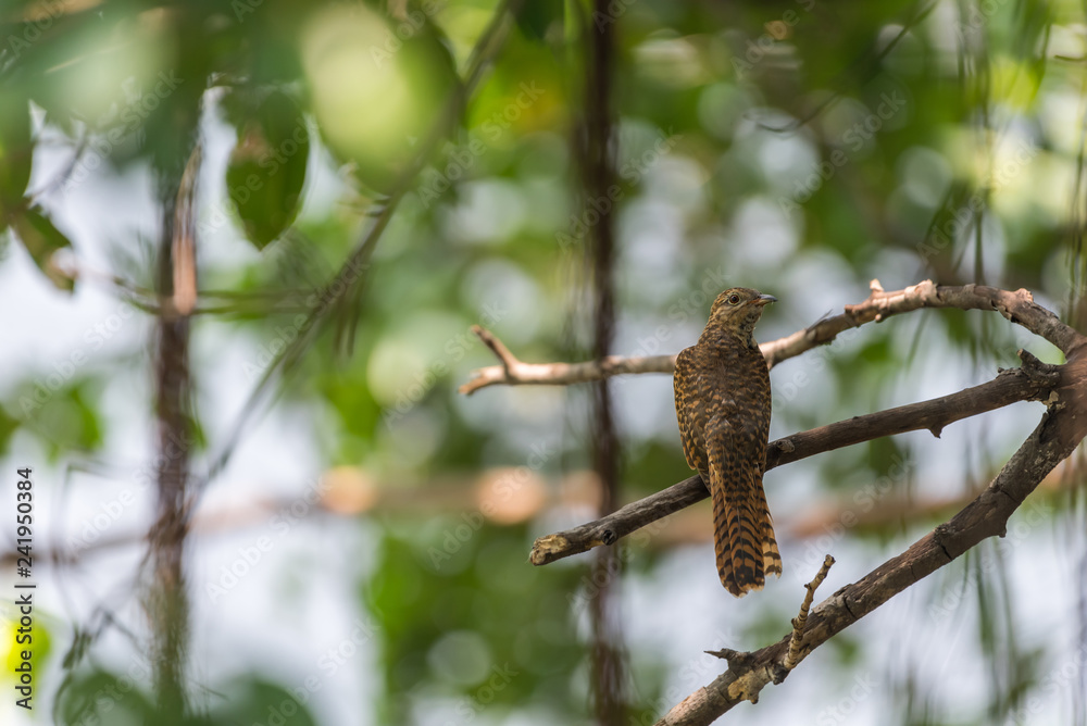 Bird (Plaintive Cuckoo) in a nature wild Bird (Plaintive Cuckoo) in a nature wild