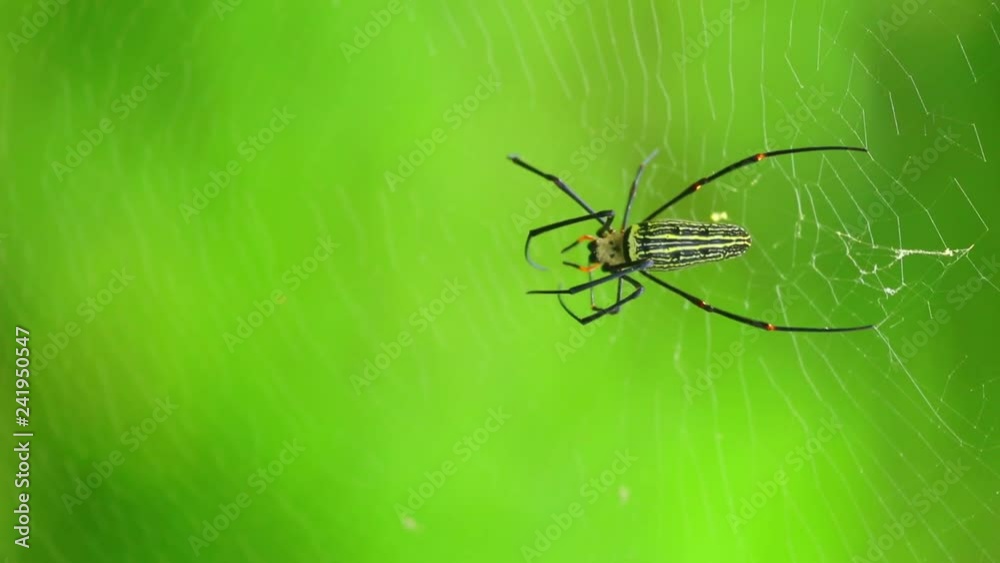 Spider on web closeup nephila pilipes, northern golden orb weaver or giant golden orb weaver one of the largest spiders in the world. Dorsal side with green nature forest bokeh background. Spider on web closeup nephila pilipes, northern golden orb weaver or giant golden orb weaver one of the largest spiders in the world. Dorsal side with green nature forest bokeh background.