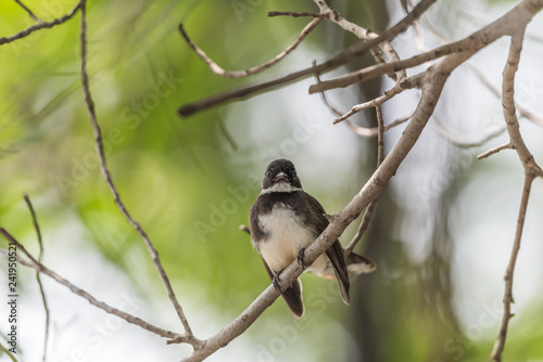 Bird (Malaysian Pied Fantail) in a nature wild