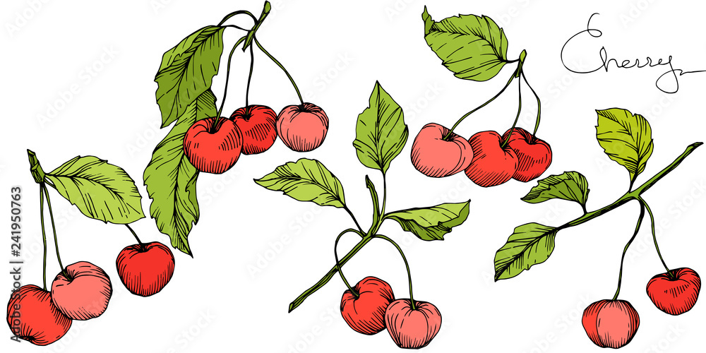 Vector Cherry fruit. Red and green engraved ink art. Isolated berry illustration element on white background. Vector Cherry fruit. Red and green engraved ink art. Isolated berry illustration element on white background.