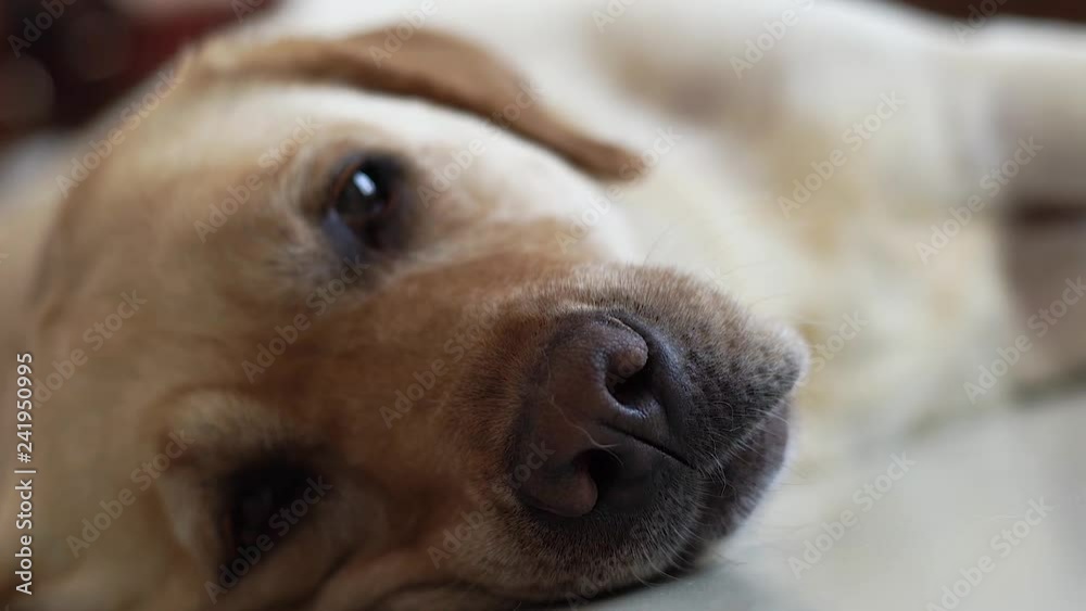 Close up head of sleepy labrador dog lying on floor and looking into camera. Muzzle and nose labrador dog sleeping on floor in home room. Domestic animals and pets. Close up head of sleepy labrador dog lying on floor and looking into camera. Muzzle and nose labrador dog sleeping on floor in home room. Domestic animals and pets.