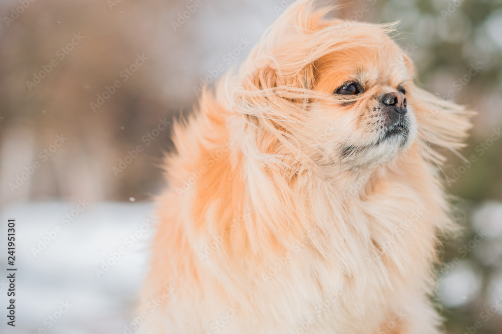 Nice golden dog of tibetan spaniel breed, metis. Life of pets, cute dog on a walk Nice golden dog of tibetan spaniel breed, metis. Life of pets, cute dog on a walk