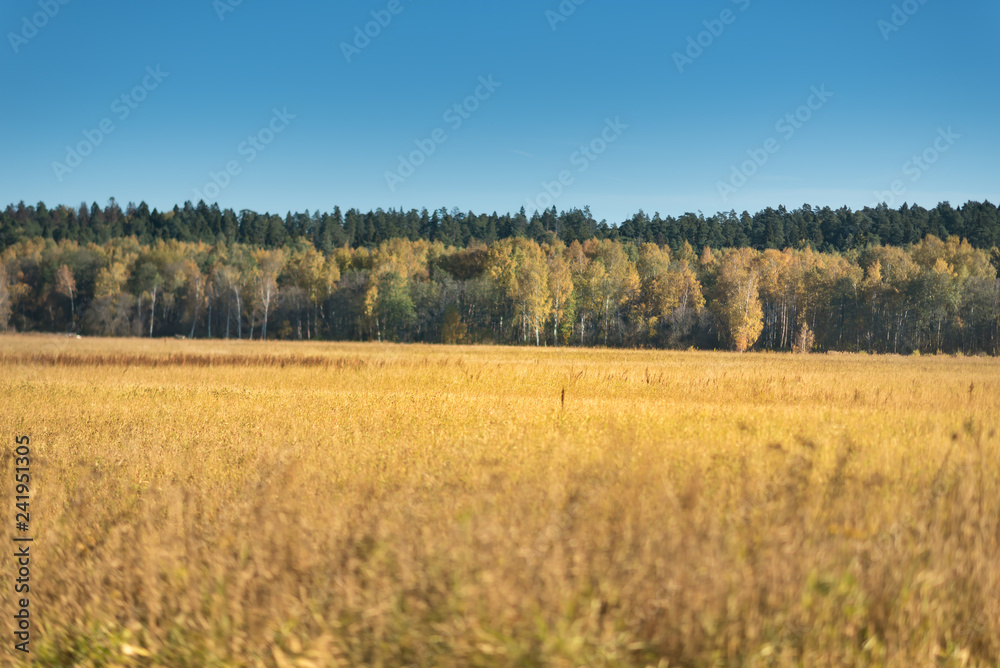 Golden morning with blue sky on the field