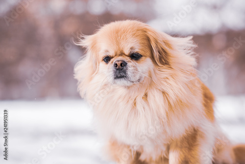 Nice golden dog of tibetan spaniel breed, metis. Life of pets, cute dog on a walk